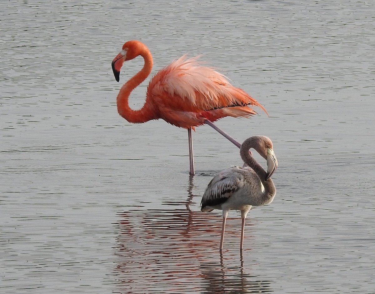 American Flamingo - ML644169577