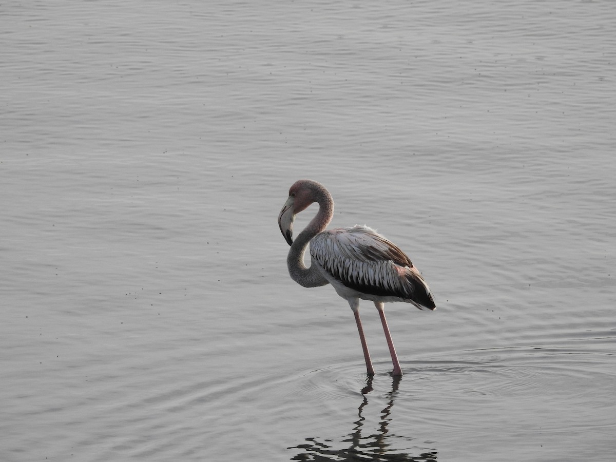 American Flamingo - ML644169578