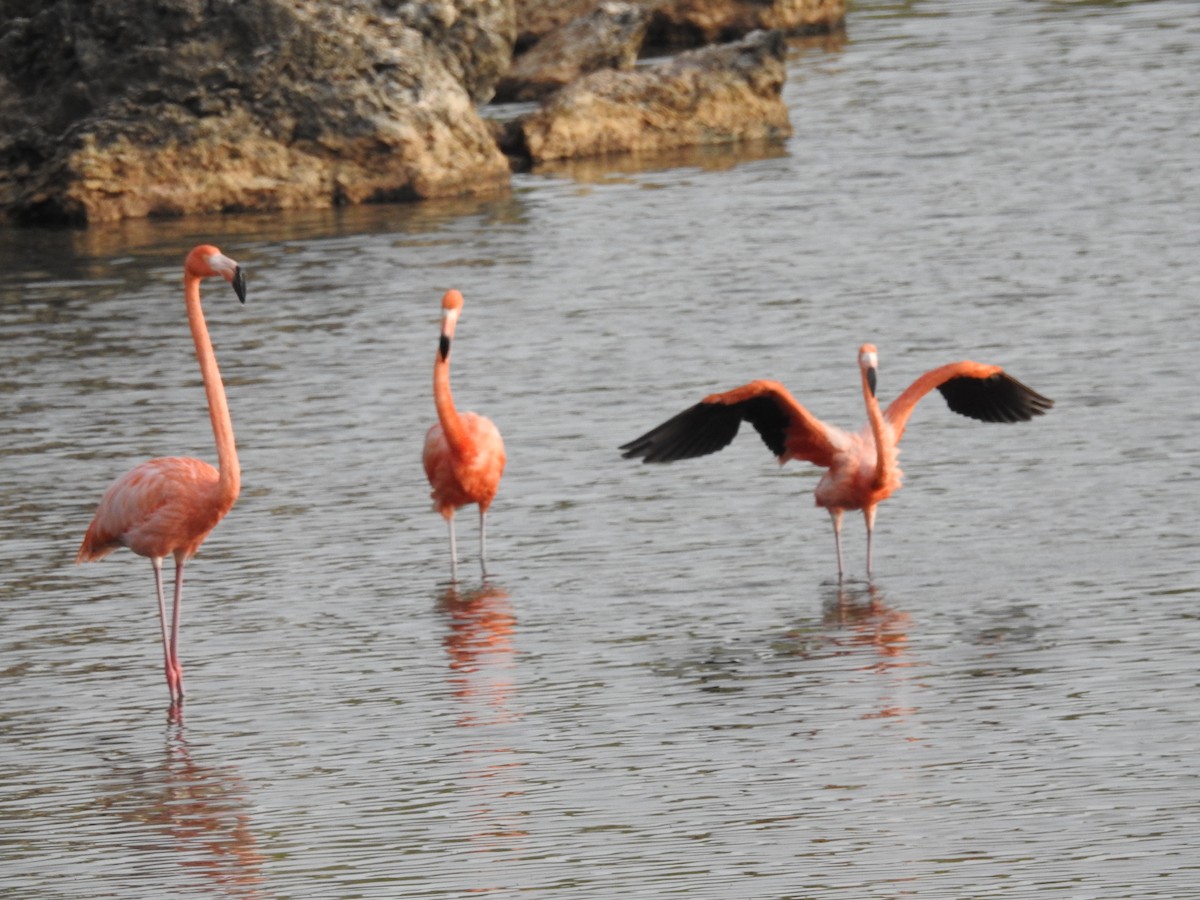 American Flamingo - ML644169579