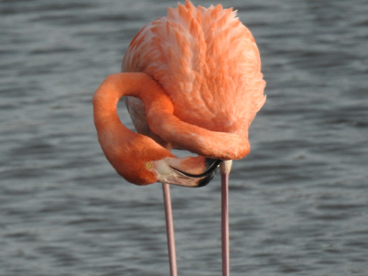American Flamingo - ML644169580