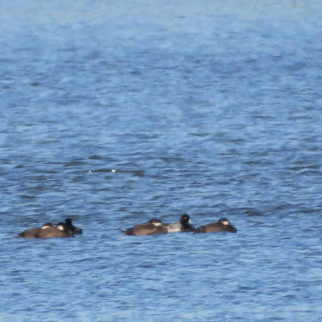Lesser Scaup - ML644169581