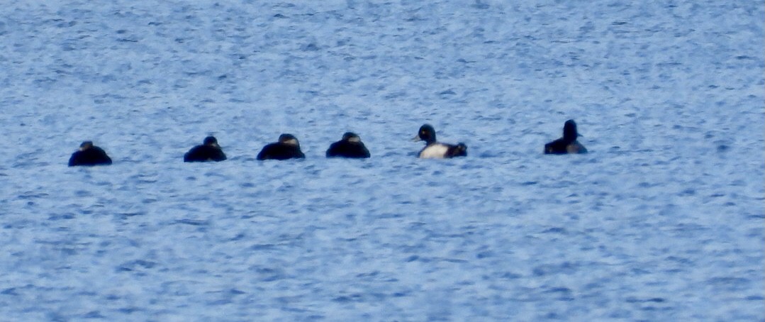 Lesser Scaup - ML644169582