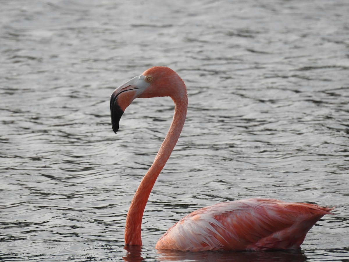 American Flamingo - ML644169583
