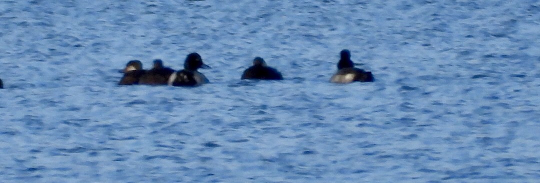 Lesser Scaup - ML644169584