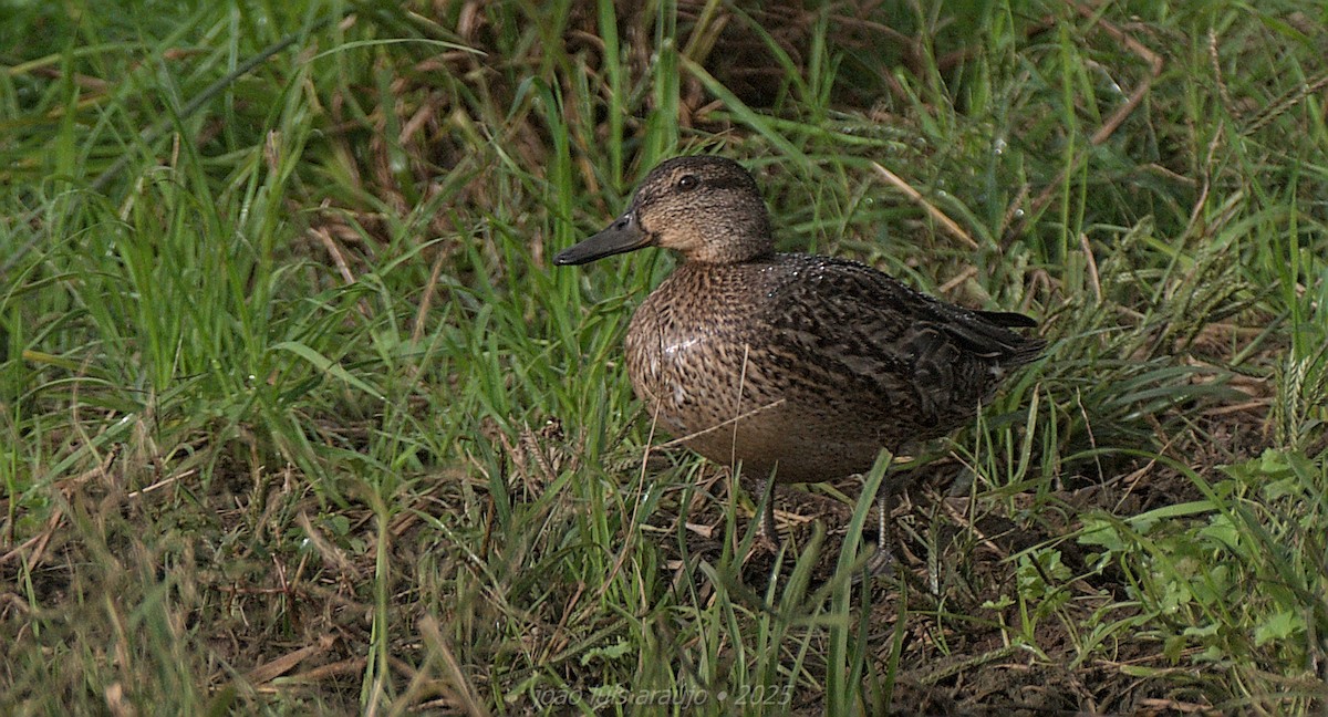 コガモ - ML644169585