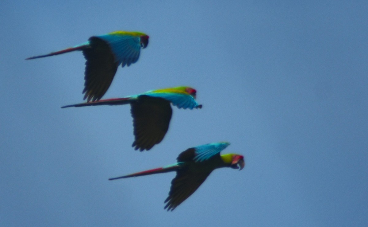 Great Green Macaw - ML644169588