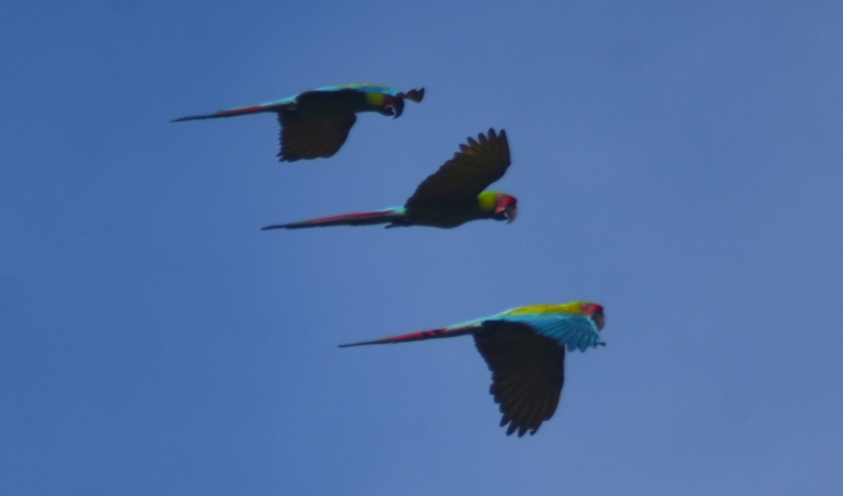 Great Green Macaw - ML644169589