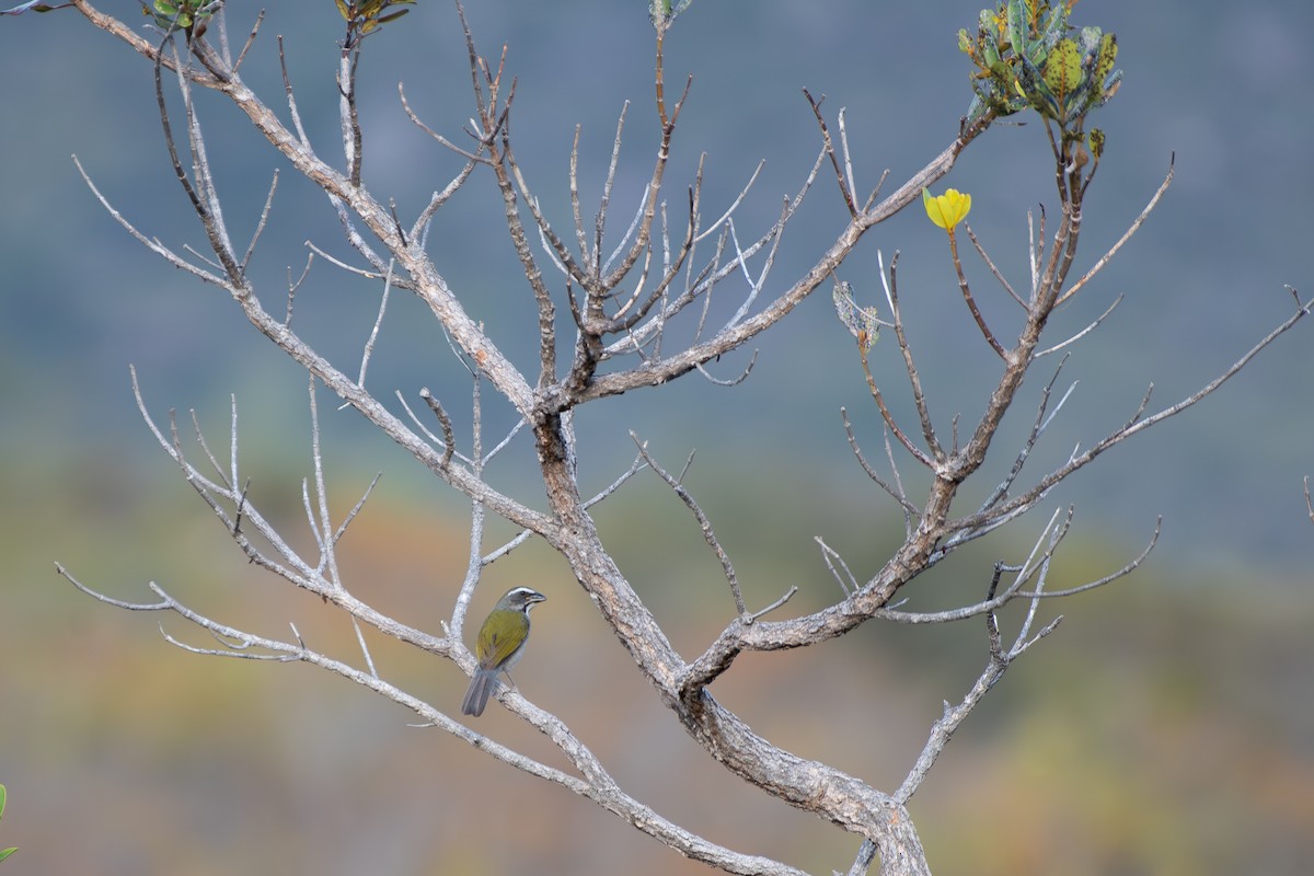 Green-winged Saltator - ML644169590