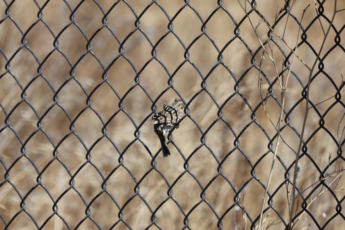 Savannah Sparrow - ML644169592