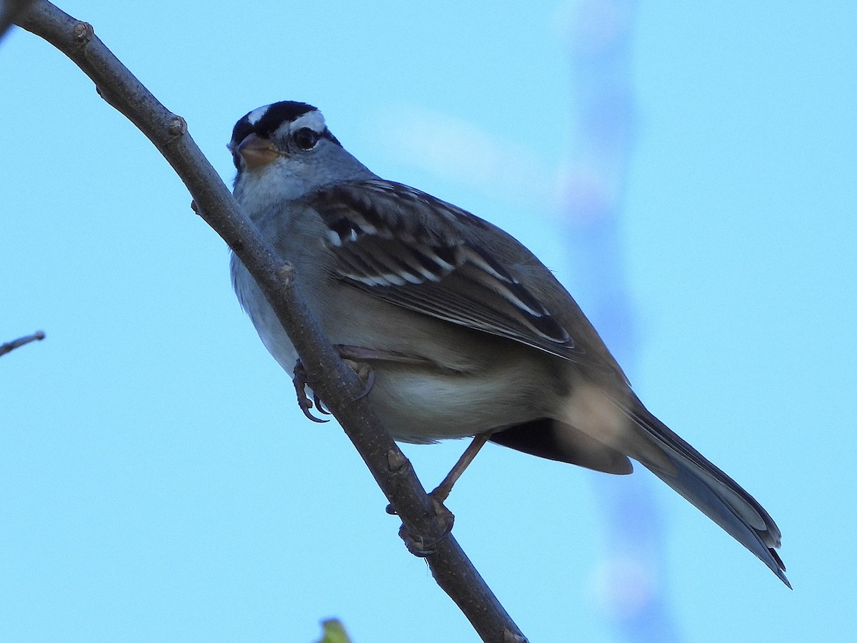 White-crowned Sparrow - ML644169595