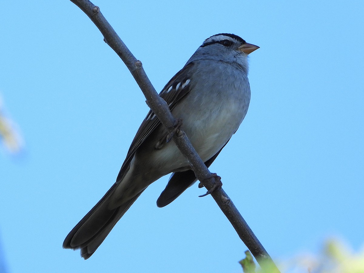 White-crowned Sparrow - ML644169596