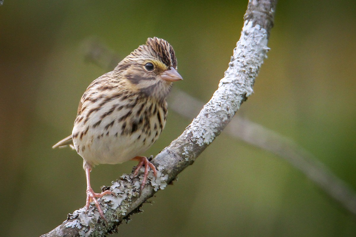 Savannah Sparrow - ML644169602