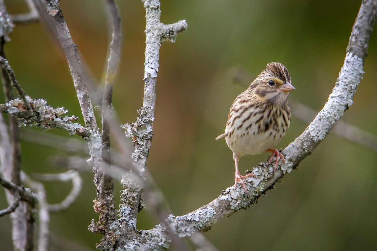 Savannah Sparrow - ML644169619