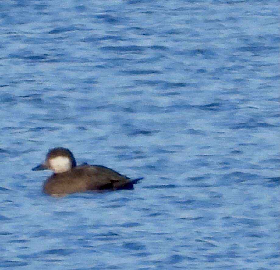 Black Scoter - ML644169637