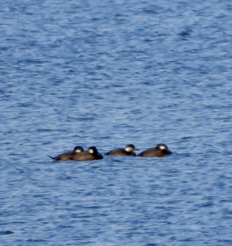 Black Scoter - ML644169638