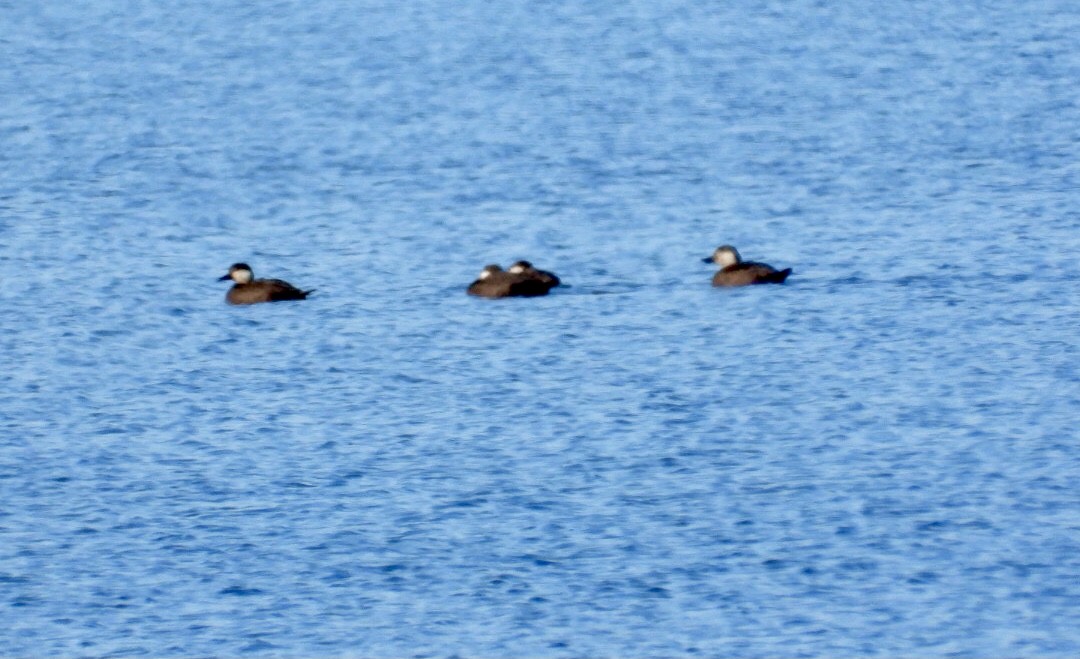 Black Scoter - ML644169639