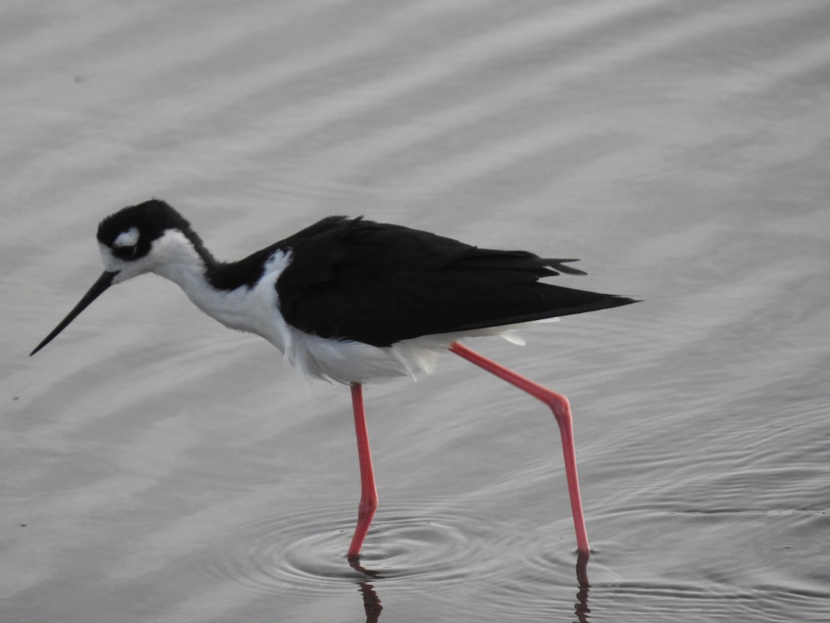 Black-necked Stilt - ML644169640