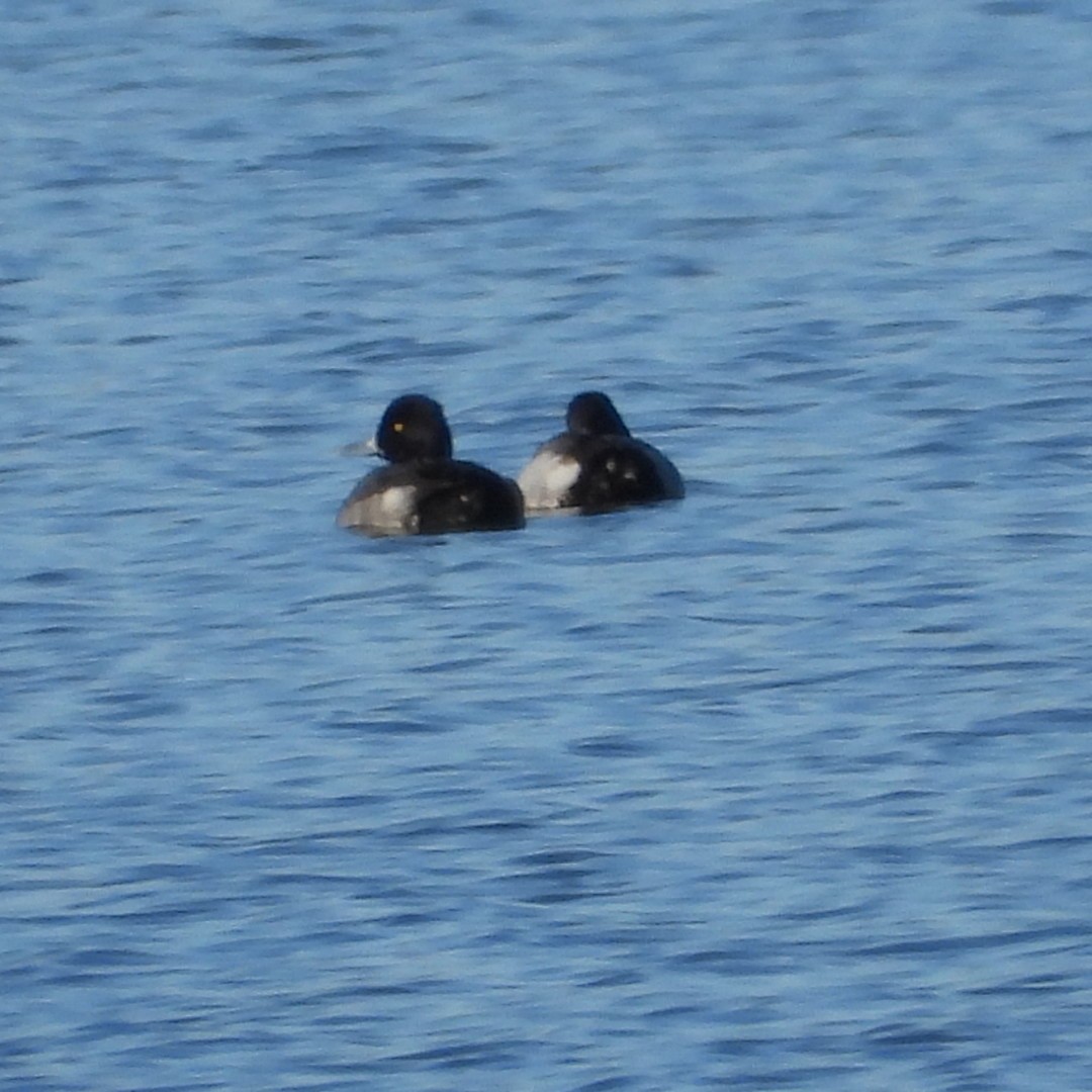 Lesser Scaup - ML644169646