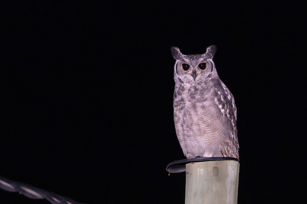 Grayish Eagle-Owl - ML644169666
