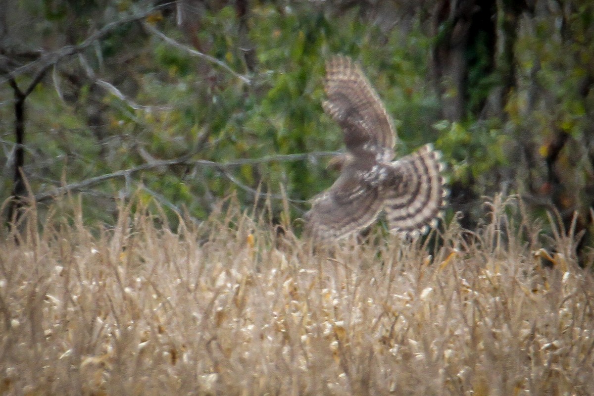Cooper's Hawk - ML644169670