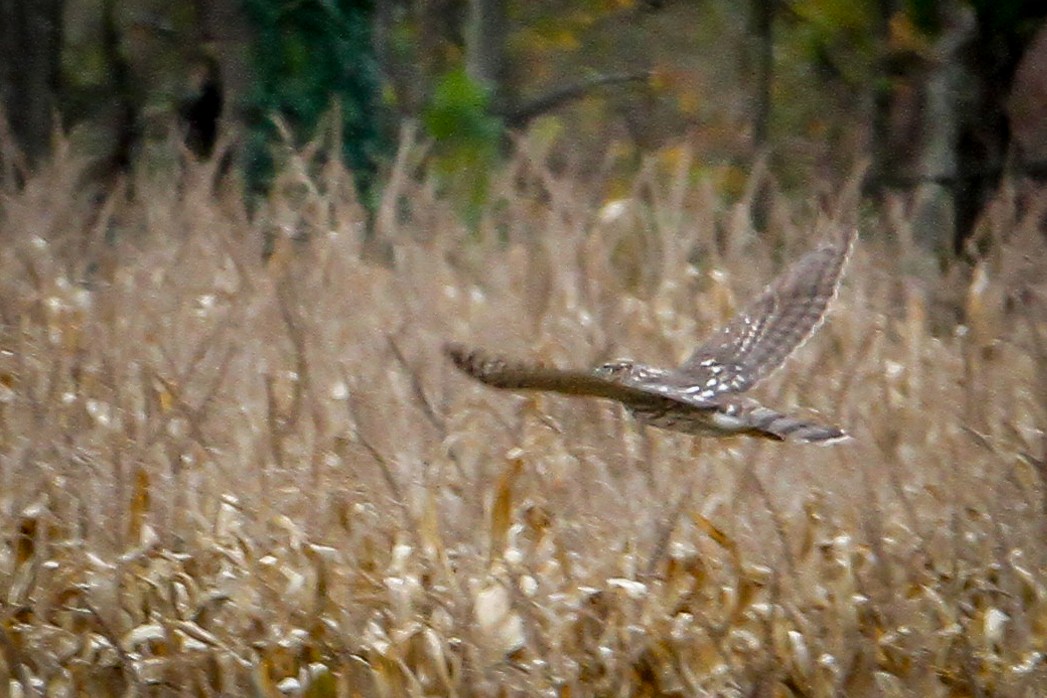 Cooper's Hawk - ML644169674