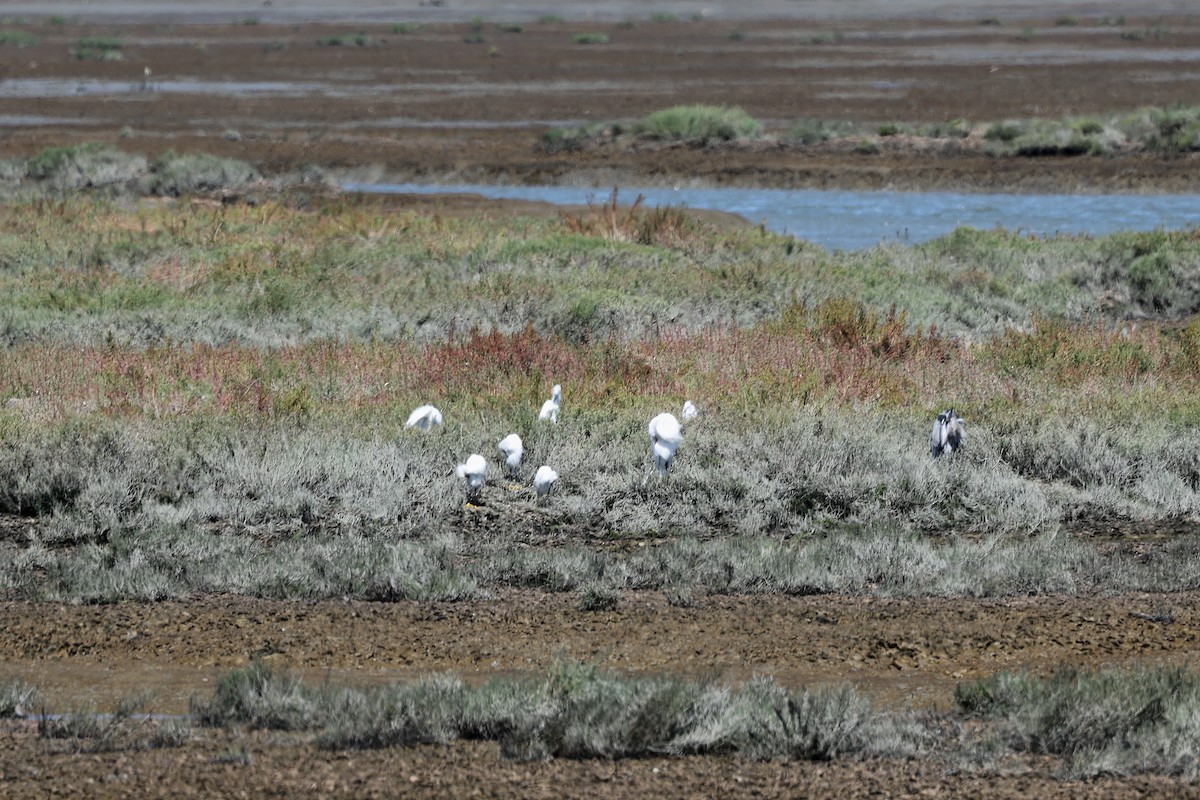 Snowy Egret - ML644169679
