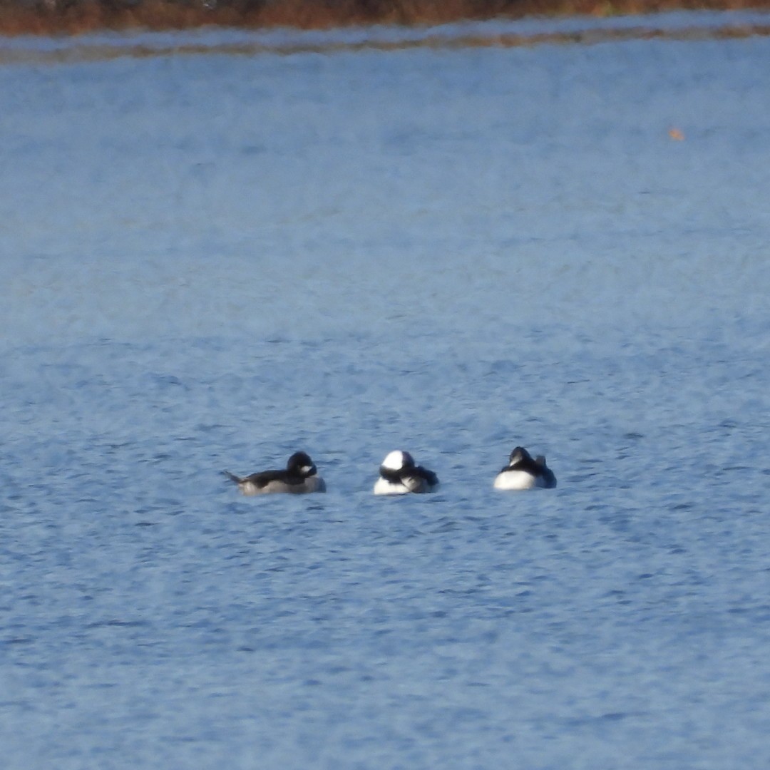 Bufflehead - ML644169695
