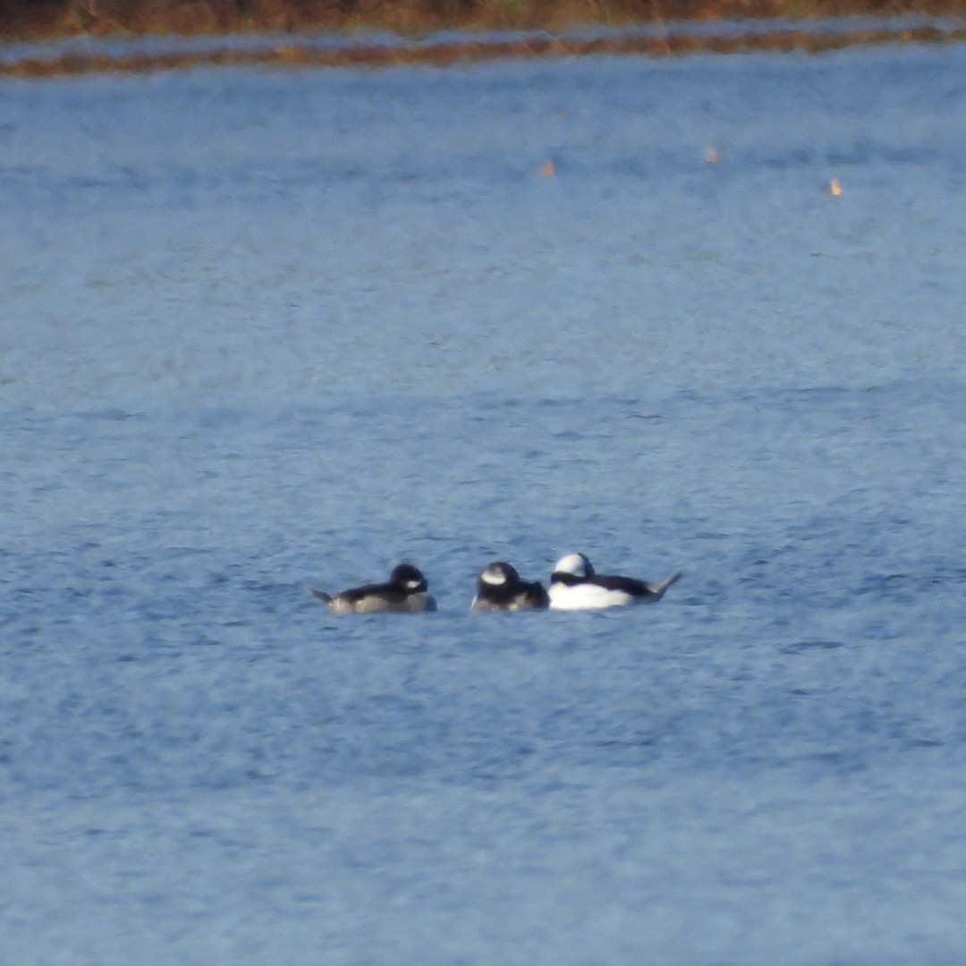 Bufflehead - ML644169696