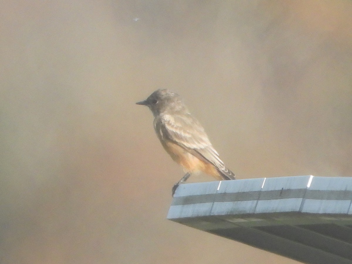 Say's Phoebe - ML644169730