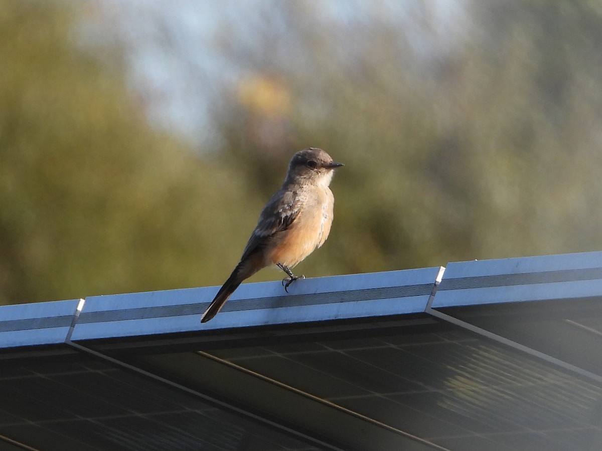 Say's Phoebe - ML644169731