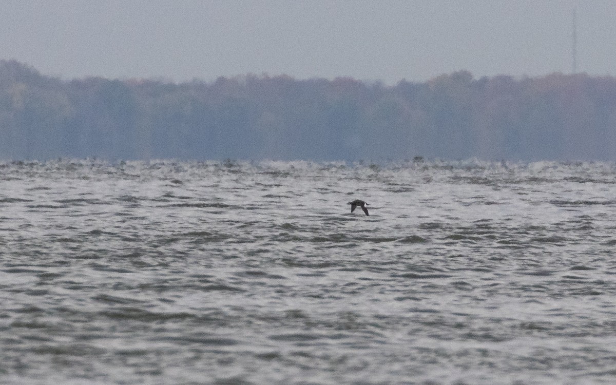 アメリカビロードキンクロ - ML644169752