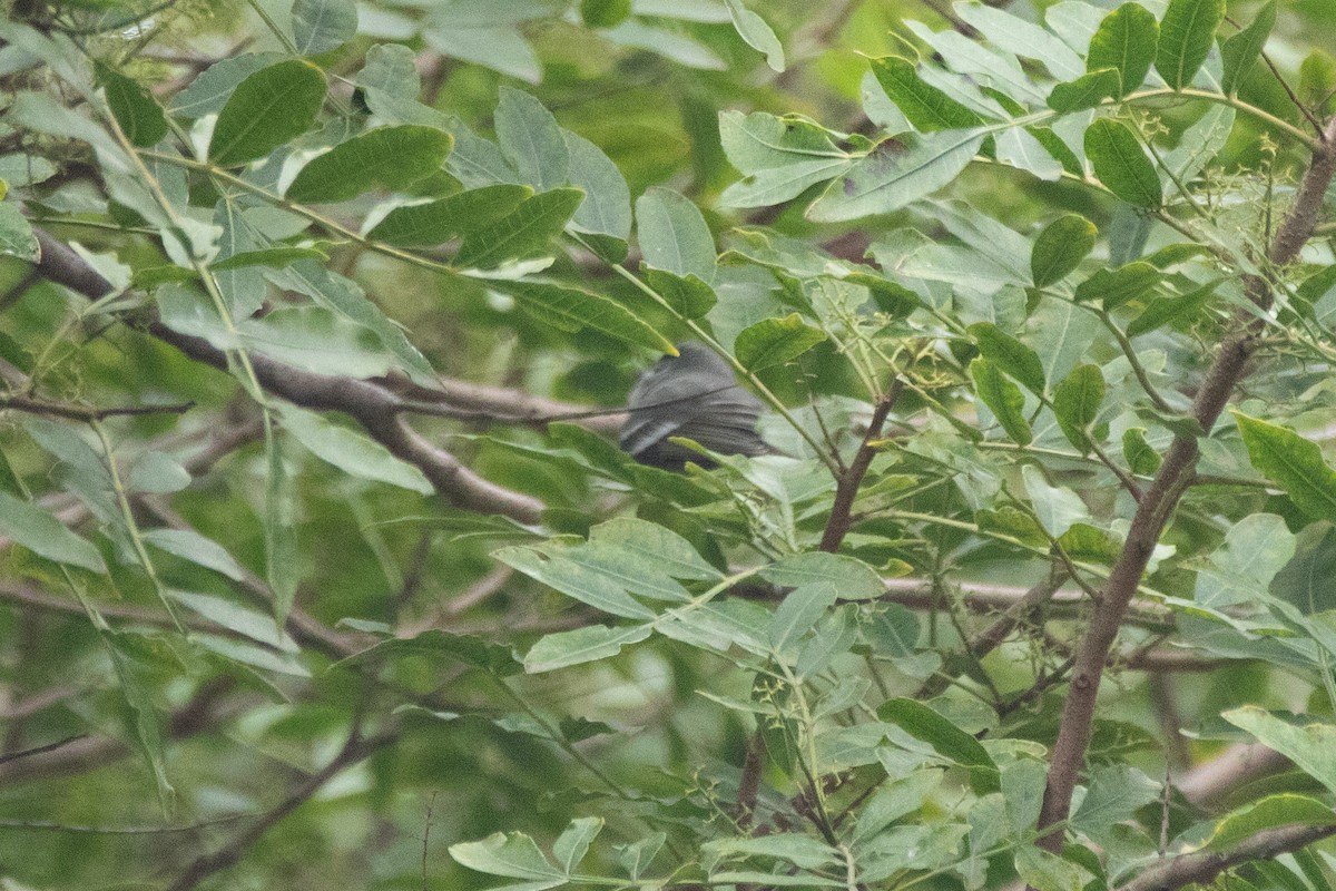 Plumbeous Vireo - ML644169762