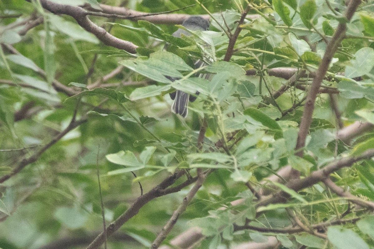 Plumbeous Vireo - ML644169763