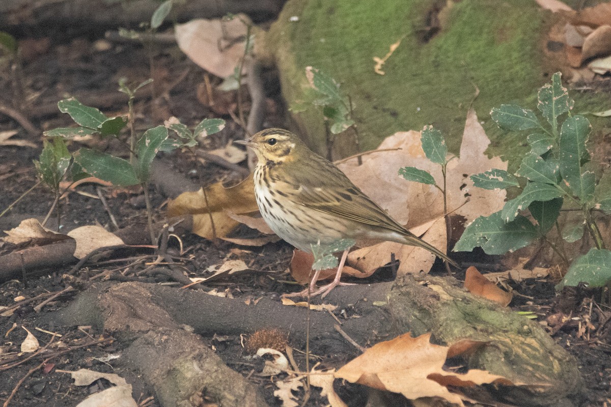 Olive-backed Pipit - ML644169787