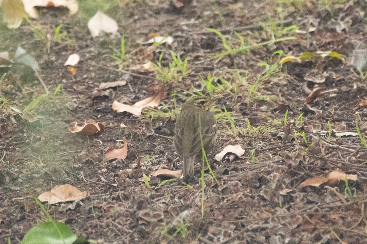 Olive-backed Pipit - ML644169788