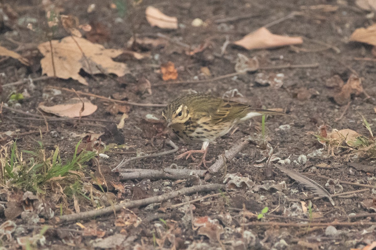 Olive-backed Pipit - ML644169789