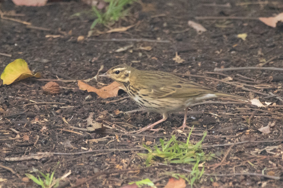 Olive-backed Pipit - ML644169790