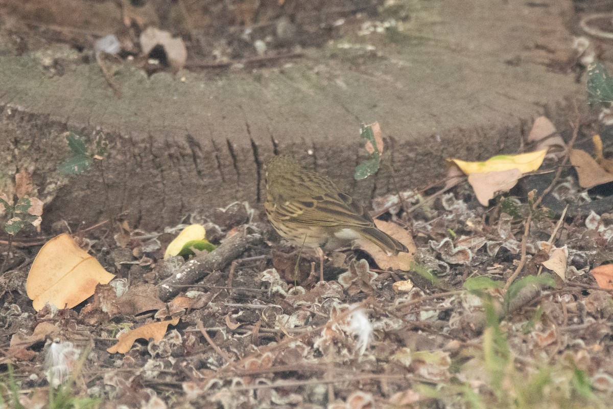 Olive-backed Pipit - ML644169792
