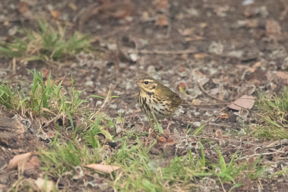 Olive-backed Pipit - ML644169795