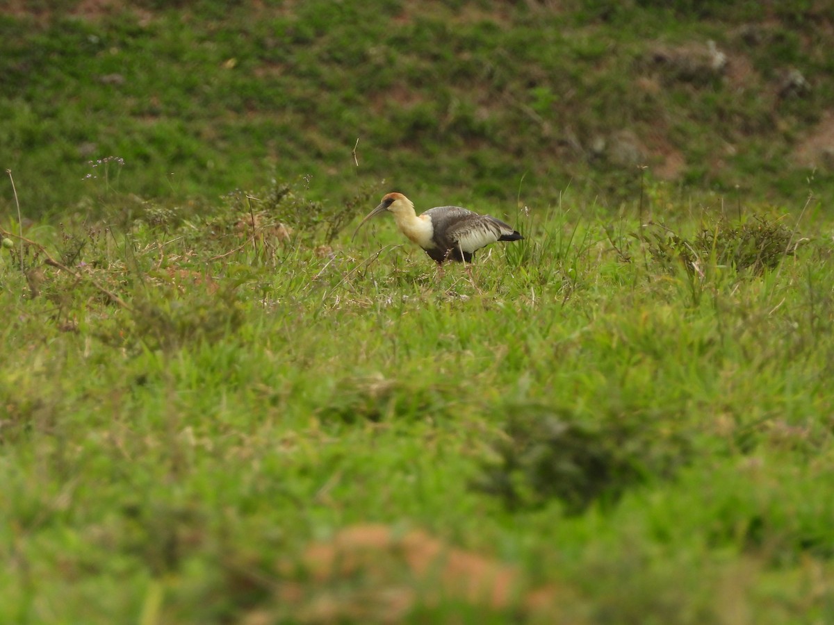 Buff-necked Ibis - ML644169797
