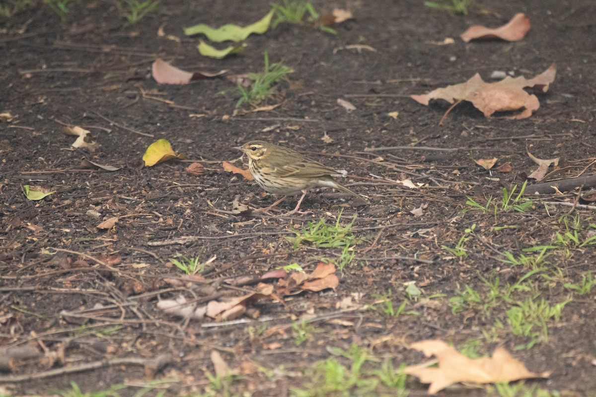 Olive-backed Pipit - ML644169804