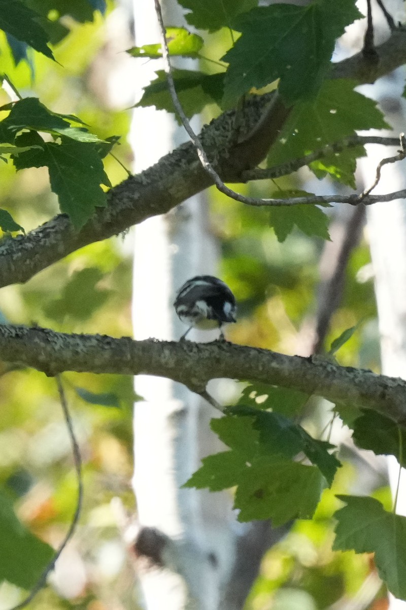 Magnolia Warbler - ML644169809