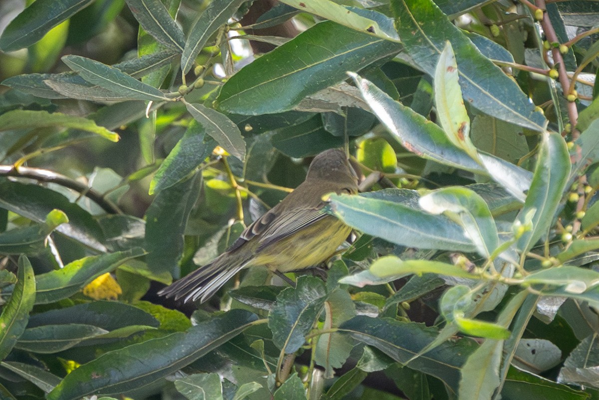 buskparula - ML644169812