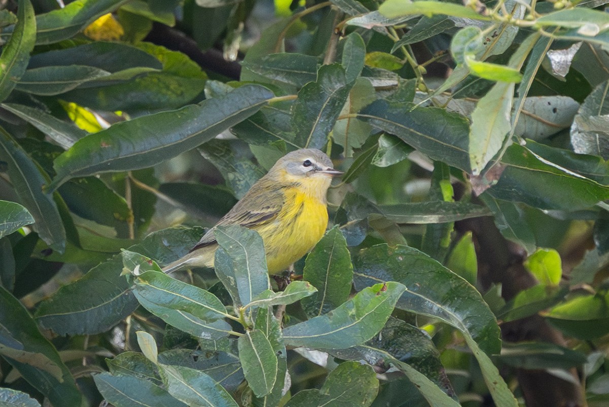 buskparula - ML644169813