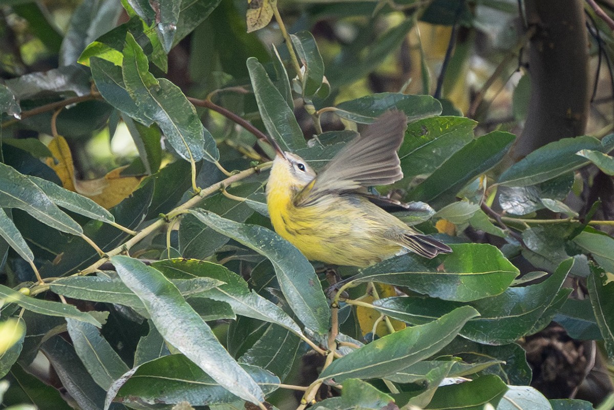 buskparula - ML644169814