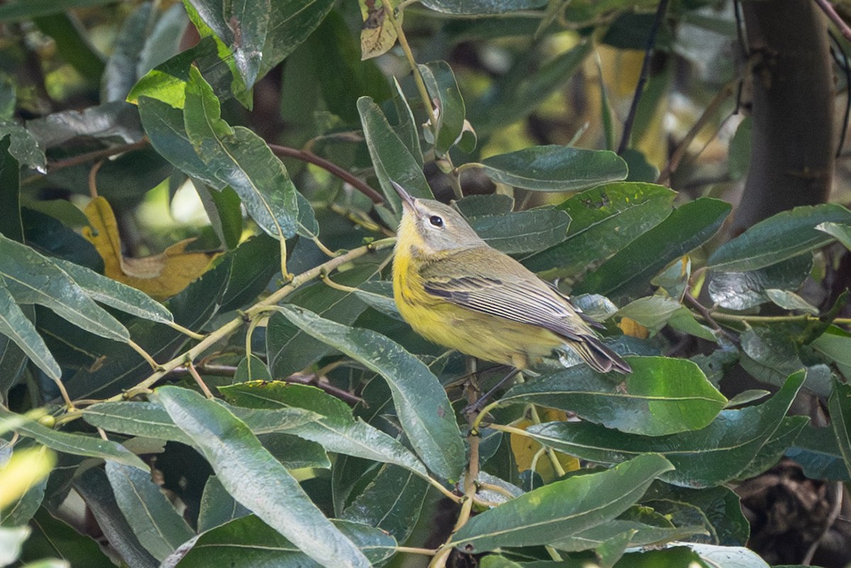 buskparula - ML644169815