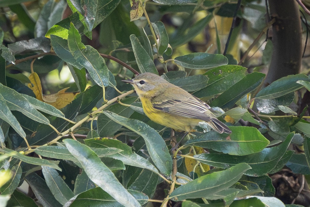 buskparula - ML644169816