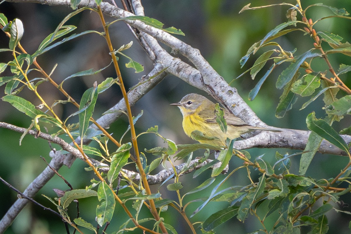 buskparula - ML644169817