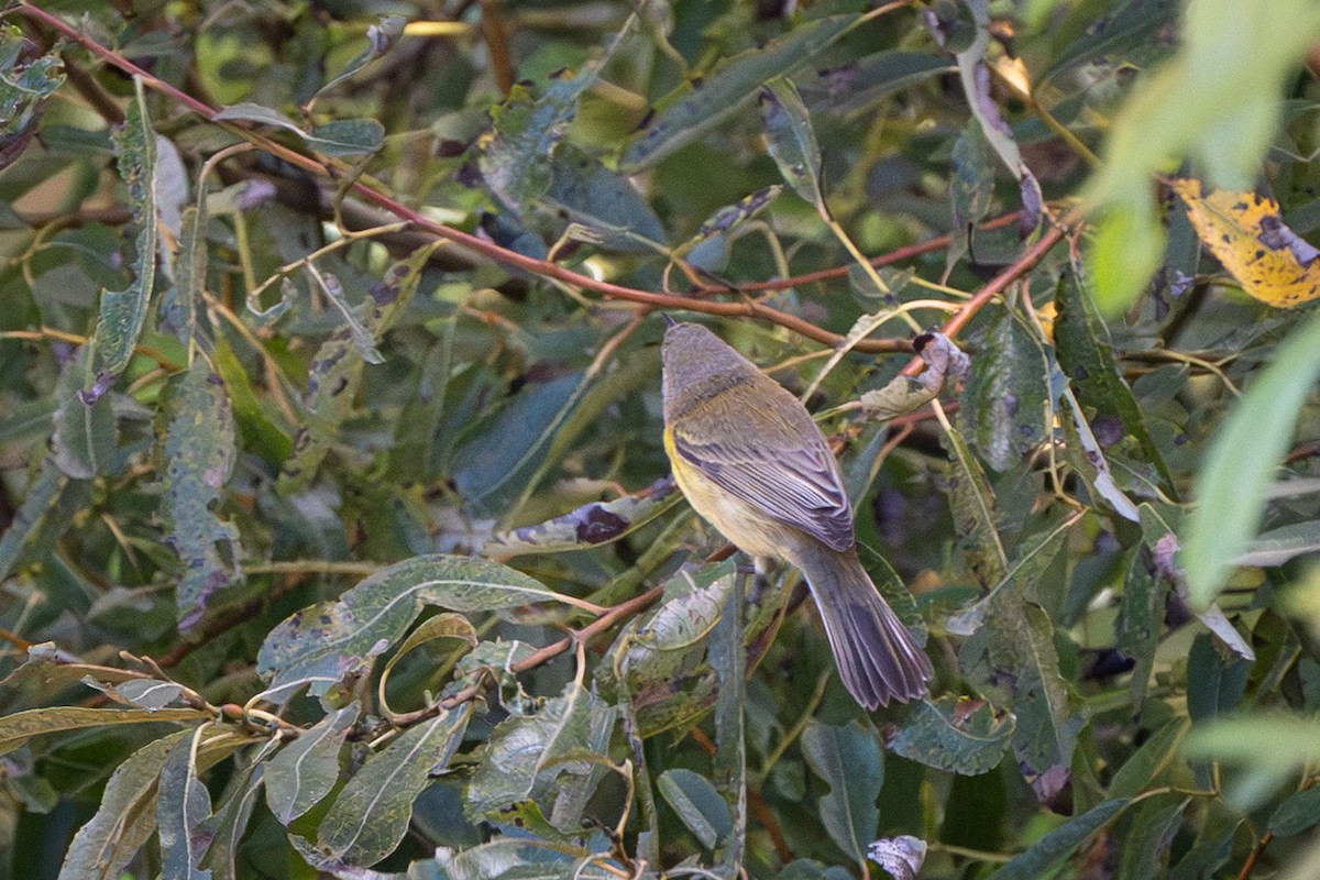 buskparula - ML644169818