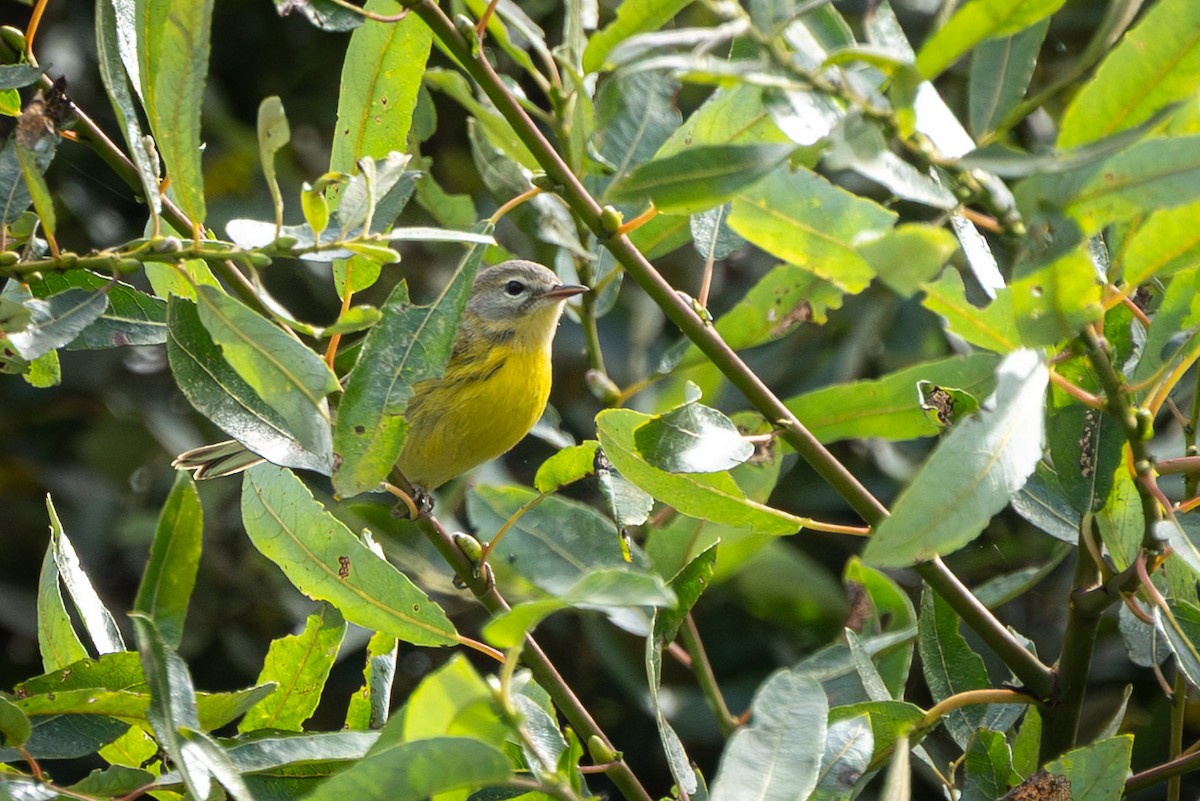 buskparula - ML644169819